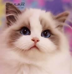 布偶猫调皮怎么办