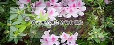 春天的季节性水果