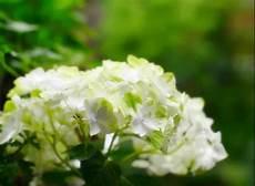 绣球花适合送给谁