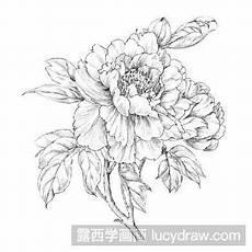 荷花素描教程