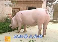 养猪1000只利润和成本