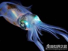 乌贼是四维空间生物吗