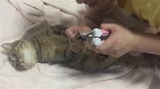 猫剪指甲剪到血线了没出血